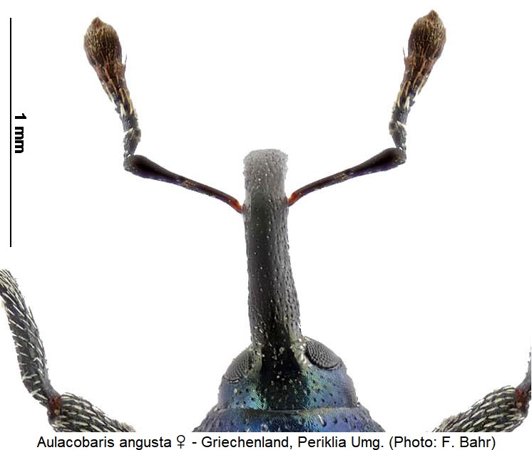 aulacobaris_angusta_w_f.jpg