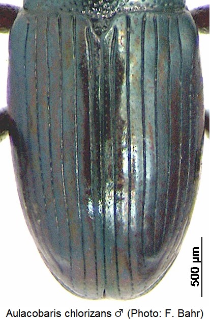 aulacobaris_chlorizans_m_fld.jpg