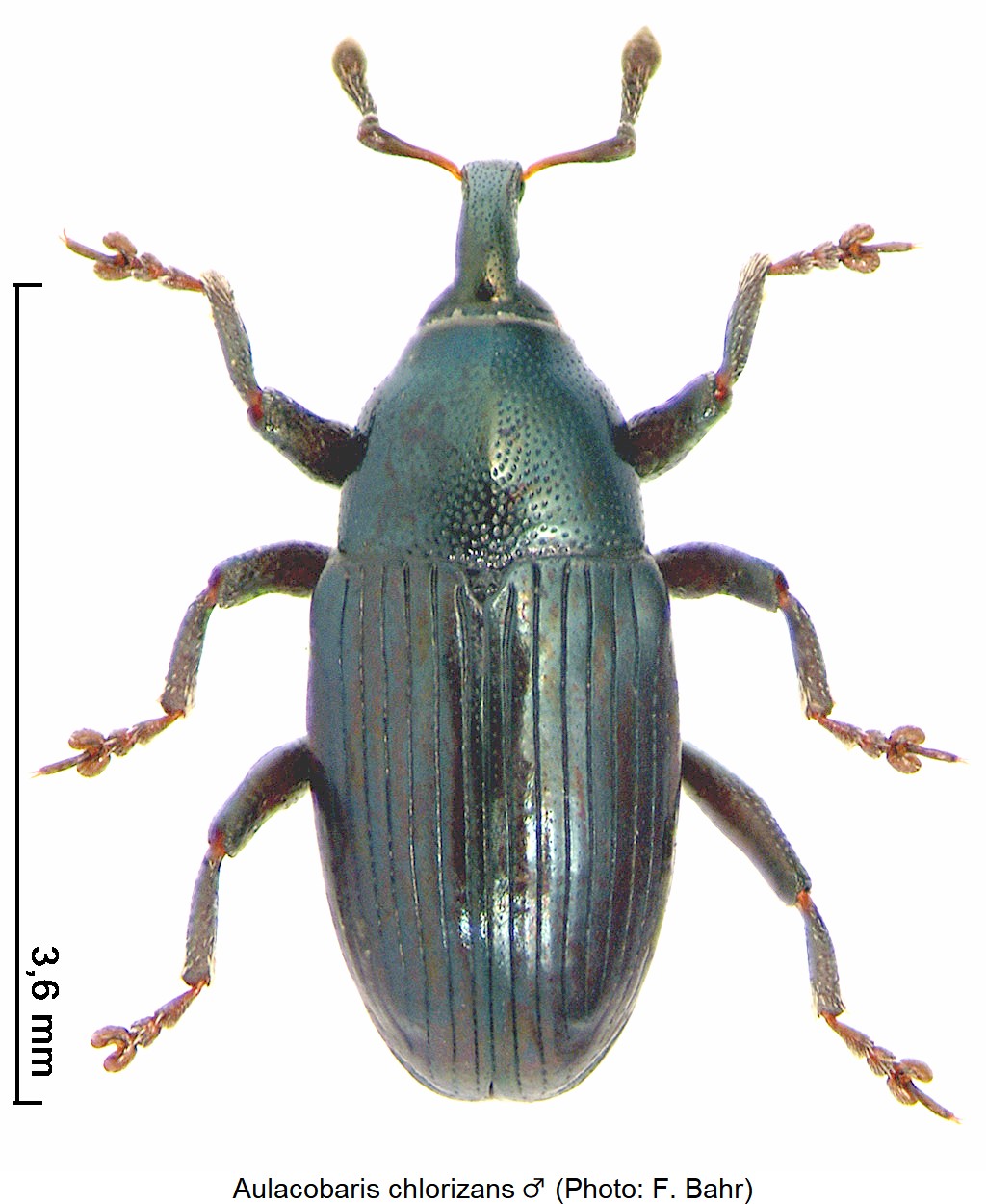 aulacobaris_chlorizans_m_hab.jpg