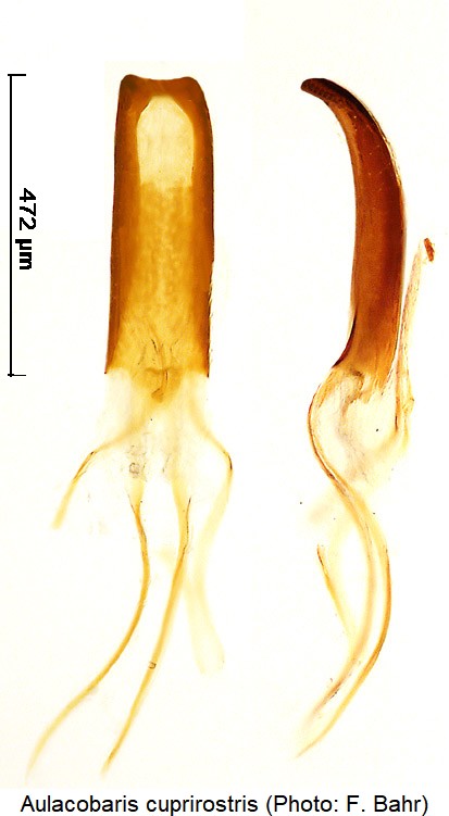 aulacobaris_cuprirostris.jpg