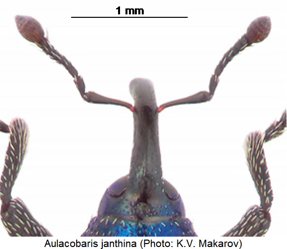 aulacobaris_janthina_f.jpg