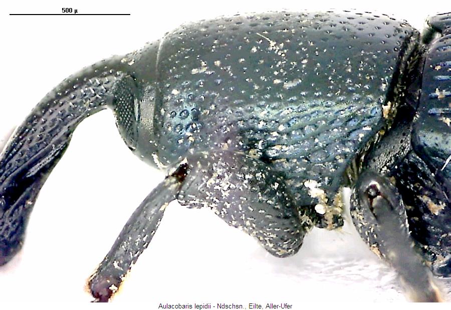 aulacobaris_lepidii_sa.jpg