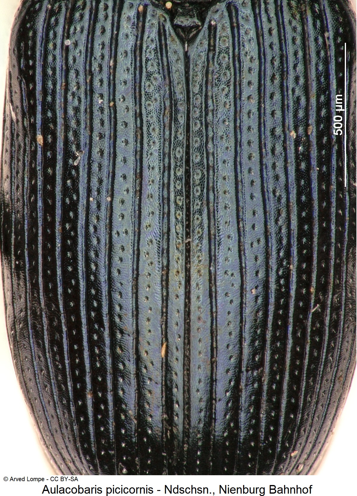 aulacobaris_picicornis_ck16760_fld.jpg