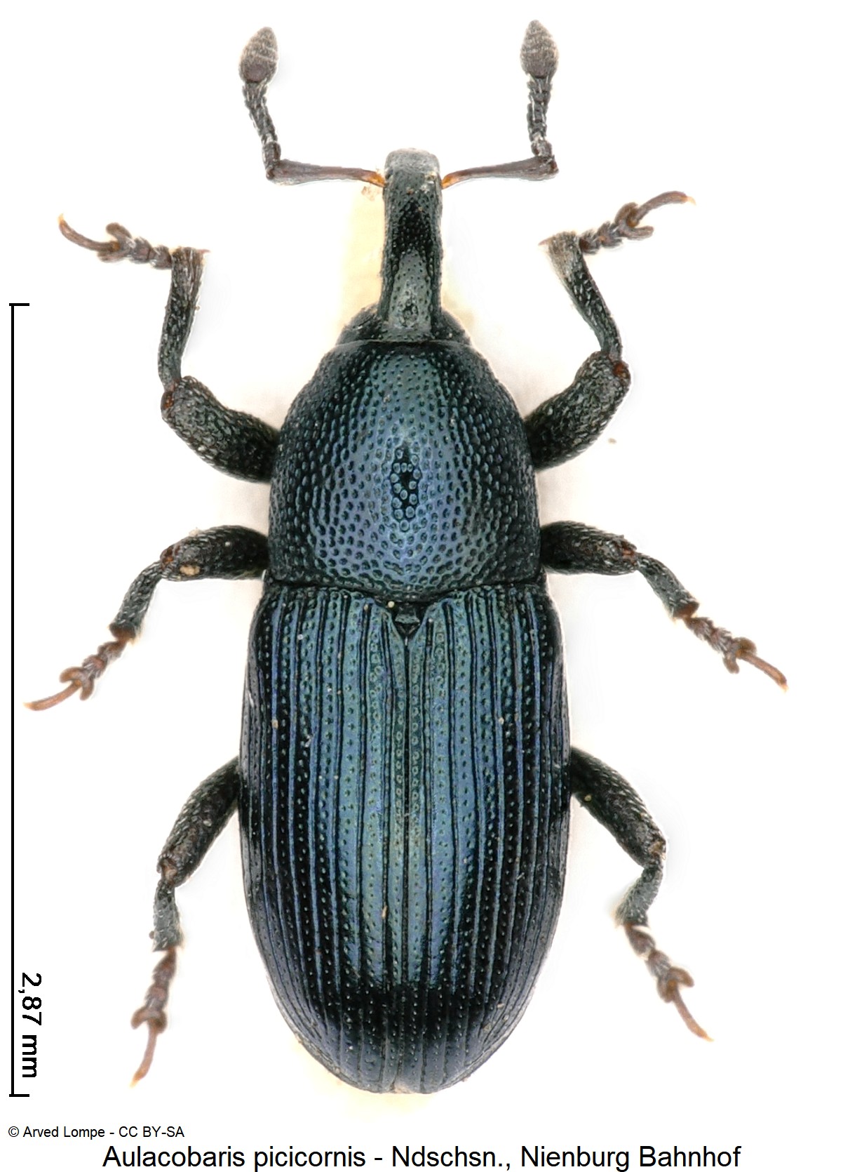 aulacobaris_picicornis_ck16760_hab.jpg