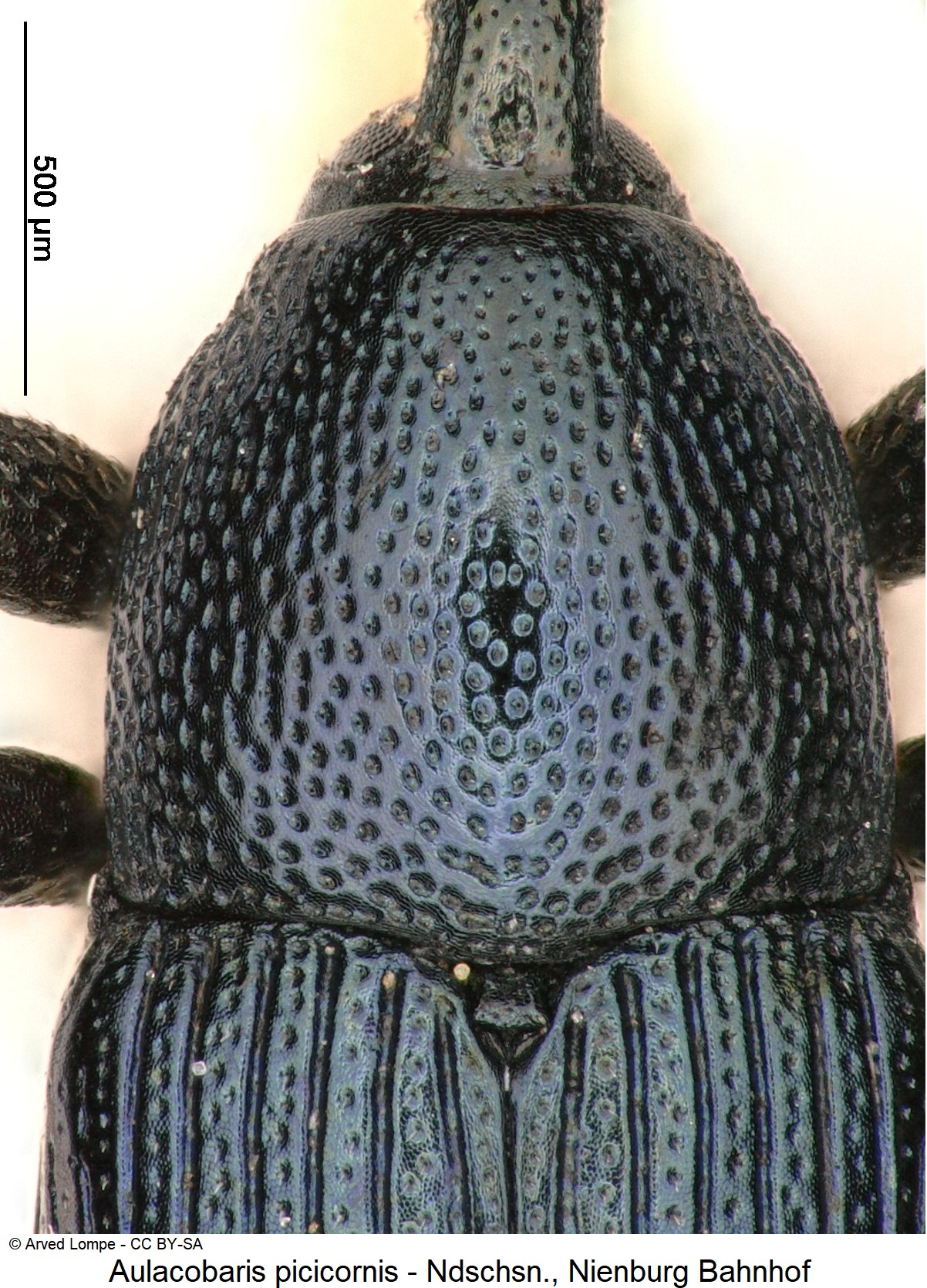 aulacobaris_picicornis_ck16760_vk.jpg