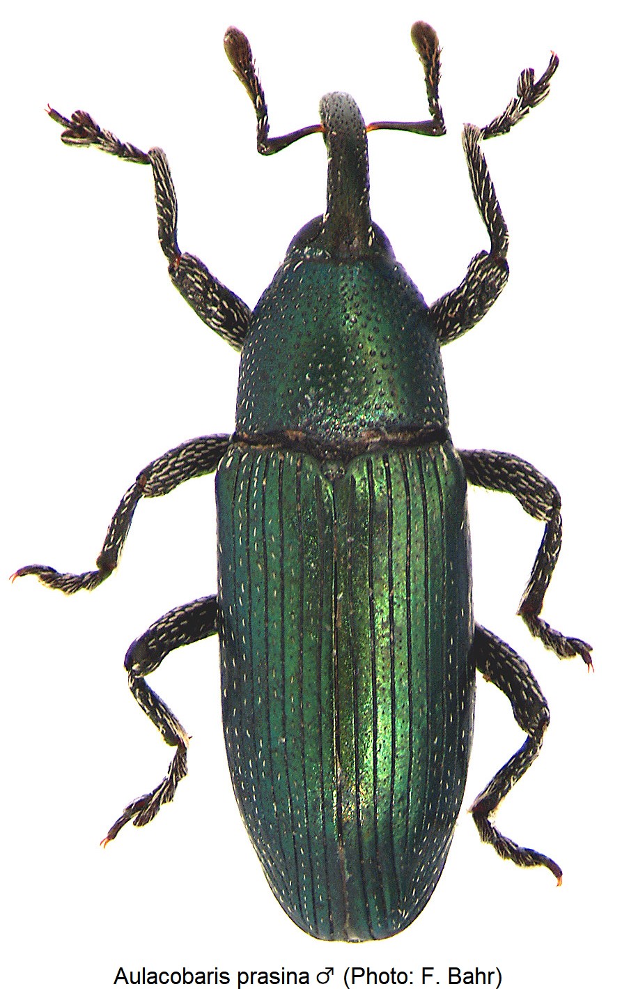 aulacobaris_prasina_m_hab.jpg