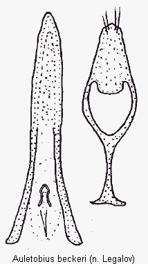 auletobius_beckeri.gif