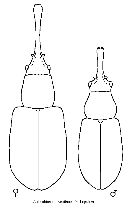 auletobius_convexifrons_hab.gif