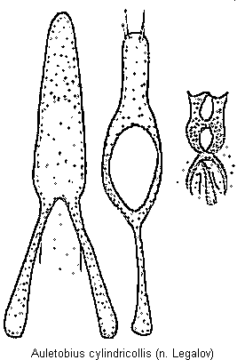 auletobius_cylindricollis.gif