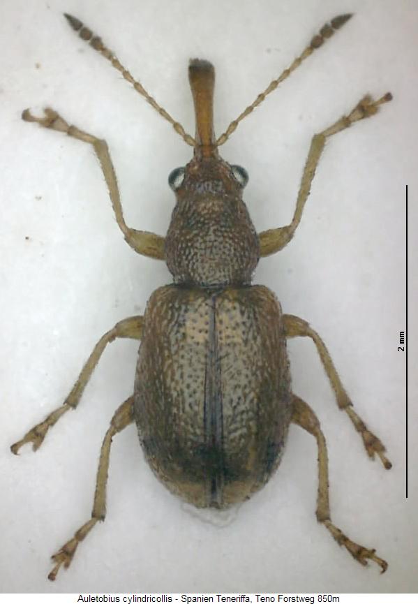 auletobius_cylindricollis_hab.jpg