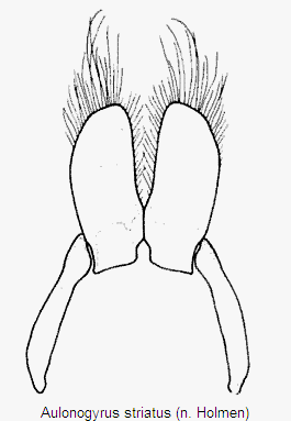 aulonogyrus_striatus_vp.gif