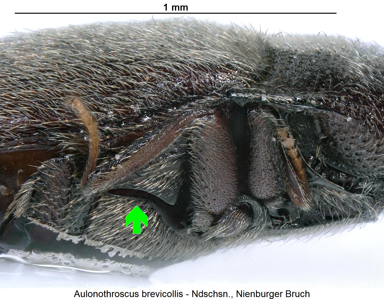 aulonothroscus_brevicollis_sa.jpg