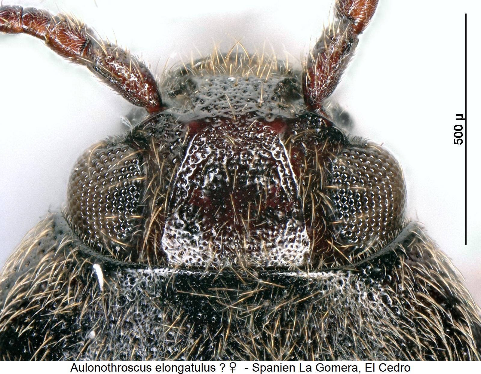aulonothroscus_elongatulus_cf_w_k1.jpg