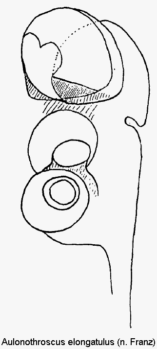 aulonothroscus_elongatulus_sperm.gif