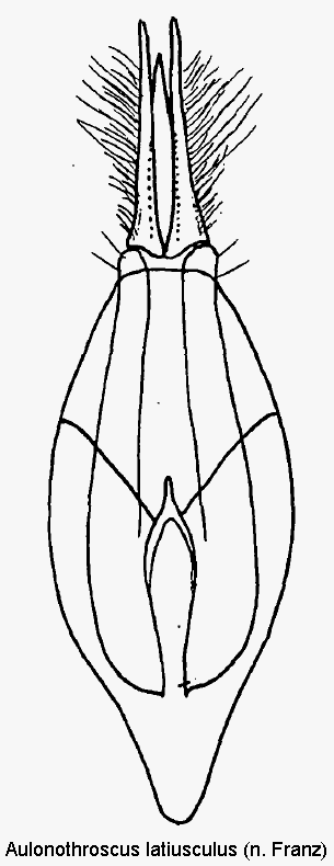 aulonothroscus_latiusculus.gif