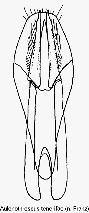 aulonothroscus_tenerifae.gif