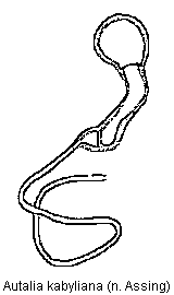 autalia_kabyliana_sperm.gif