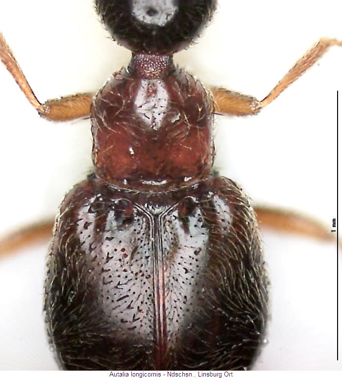 autalia_longicornis_vk.jpg