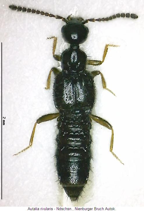 autalia_rivularis_hab.jpg