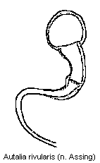 autalia_rivularis_sperm.gif