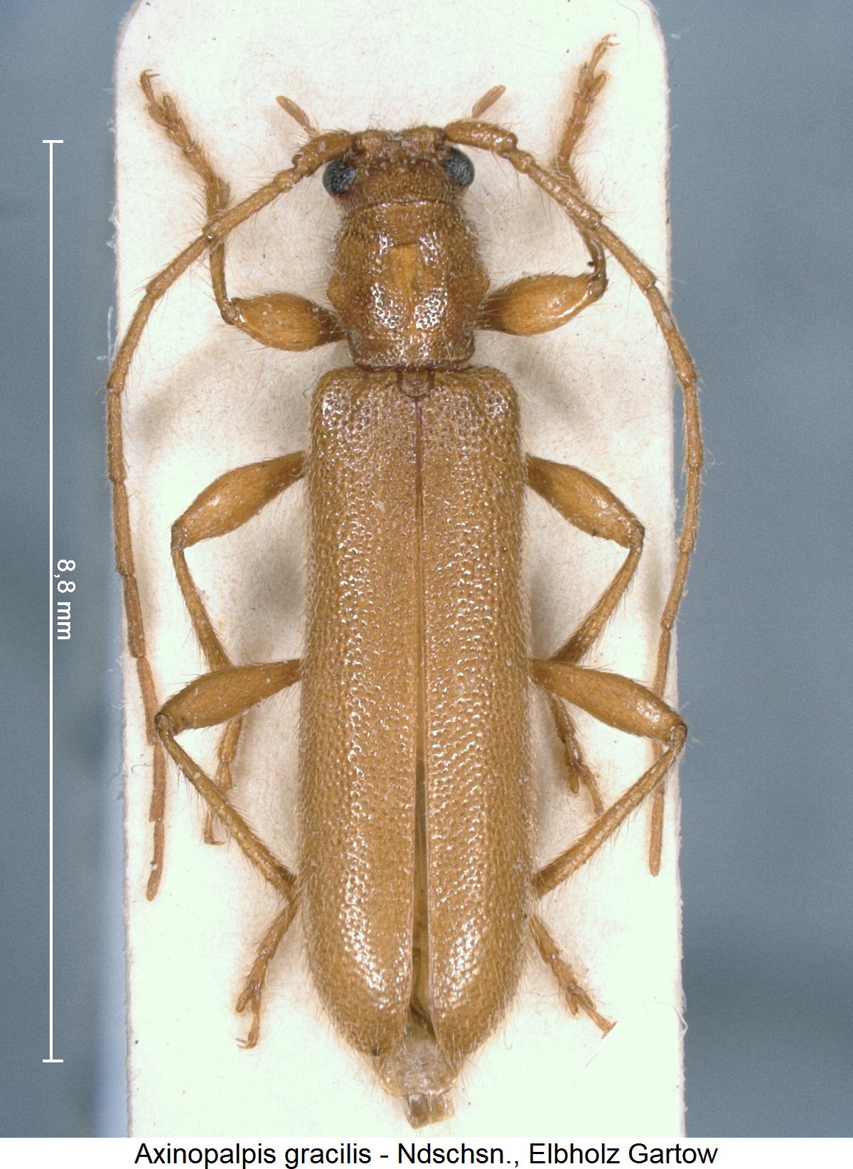 axinopalpis_gracilis_hab.jpg