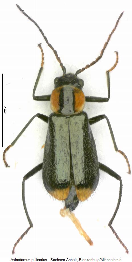 axinotarsus_pulicarius_hab.jpg