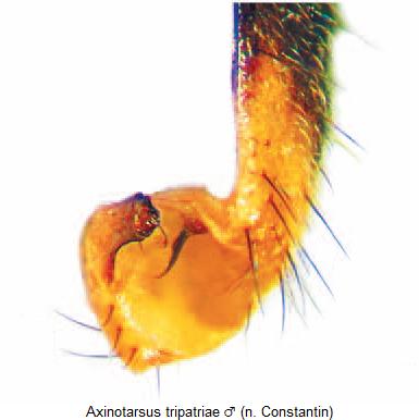 axinotarsus_tripatriae_fld.jpg
