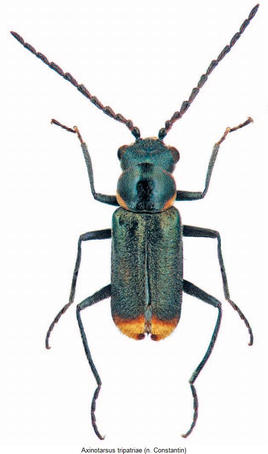 axinotarsus_tripatriae_hab.jpg