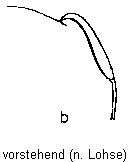 b-vorstehend.gif
