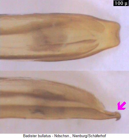 badister_bullatus_aed.jpg