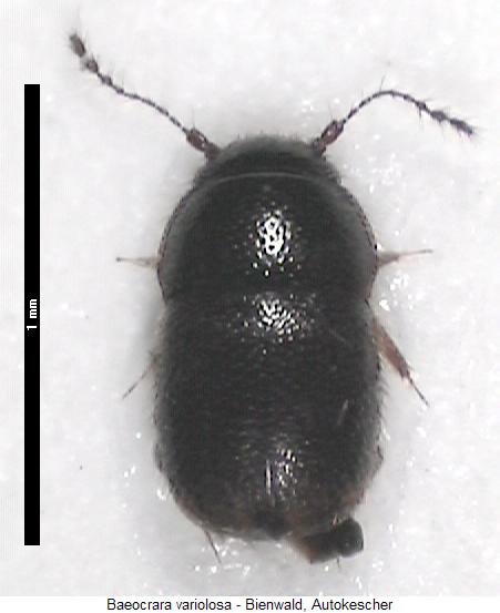 baeocrara_variolosa_hab.jpg
