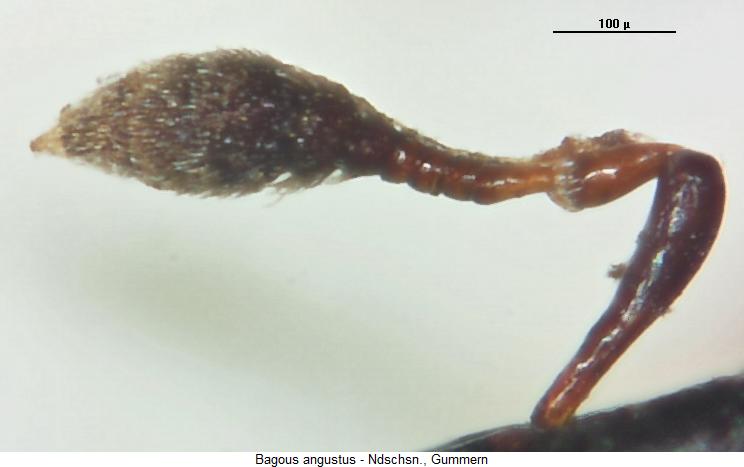 bagous_angustus_f.jpg