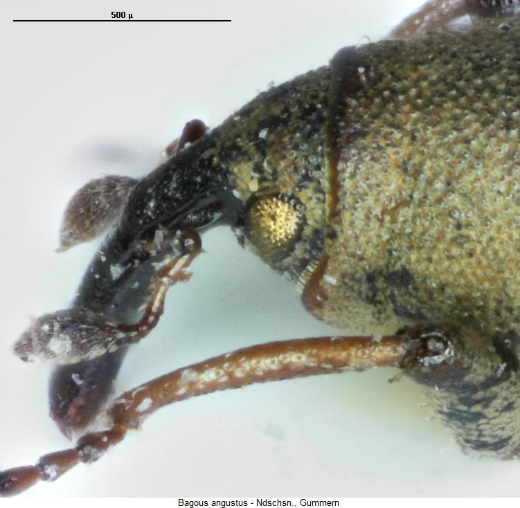 bagous_angustus_k.jpg