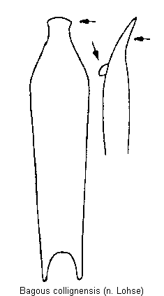 bagous_collignensis.gif