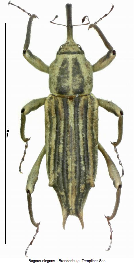 bagous_elegans_hab.jpg