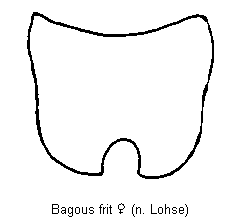 bagous_frit_ter.gif