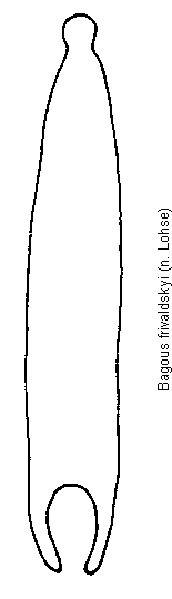 bagous_frivaldskyi.gif