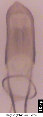bagous_glabirostris.jpg