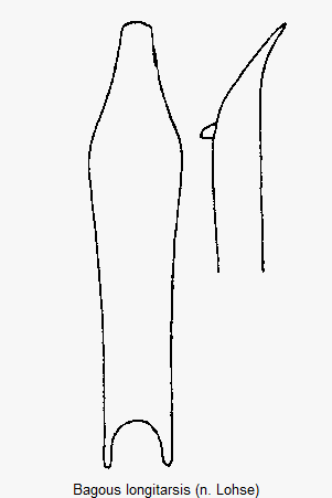 bagous_longitarsis.gif