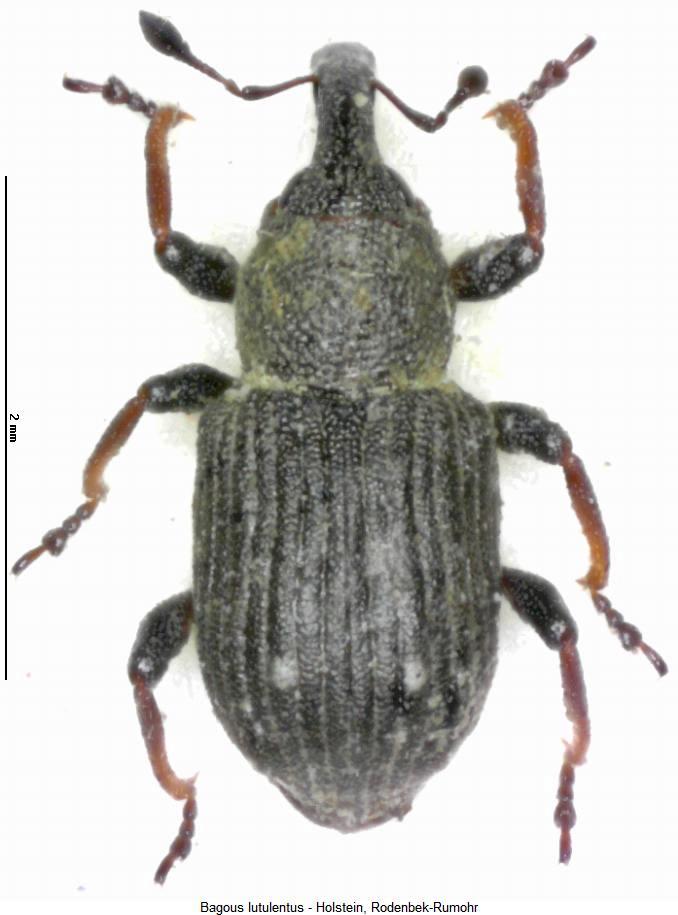 bagous_lutulentus_hab.jpg