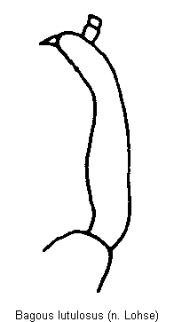 bagous_lutulosus_vschn.gif