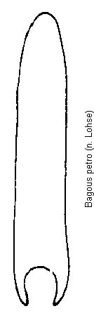 bagous_petro.gif