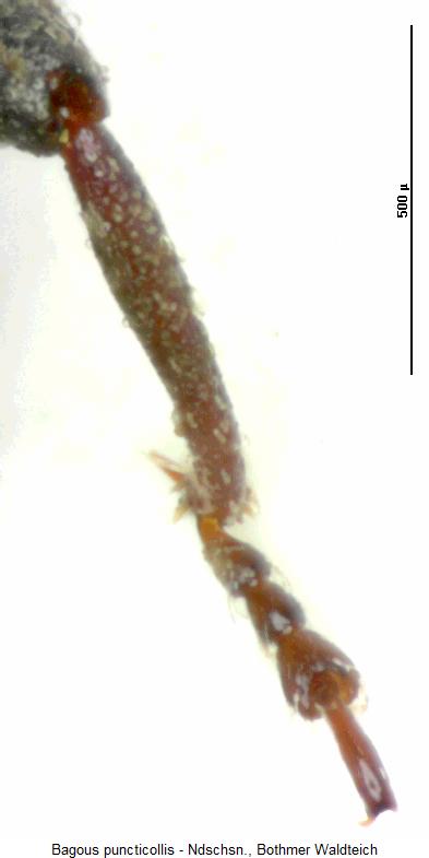 bagous_puncticollis_mtr.jpg