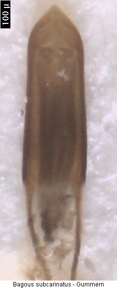 bagous_subcarinatus.jpg