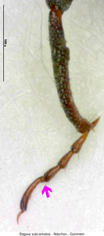 bagous_subcarinatus_htr.jpg