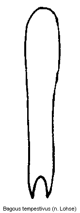 bagous_tempestivus.gif