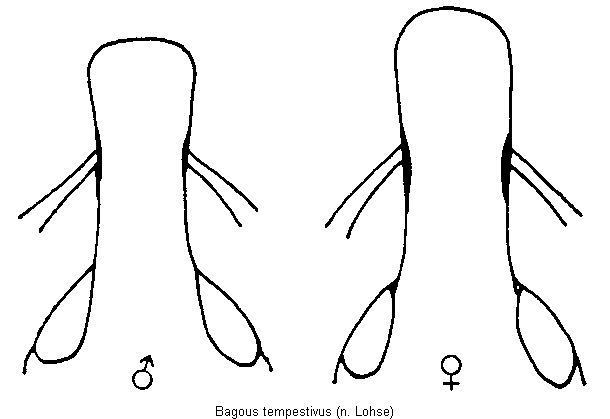 bagous_tempestivus_k.gif