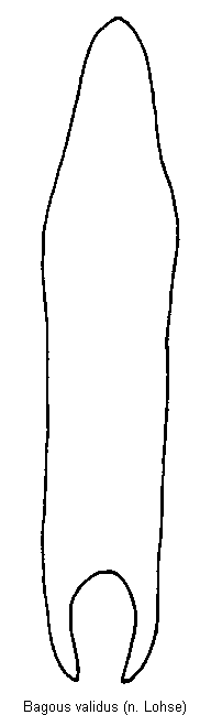 bagous_validus.gif