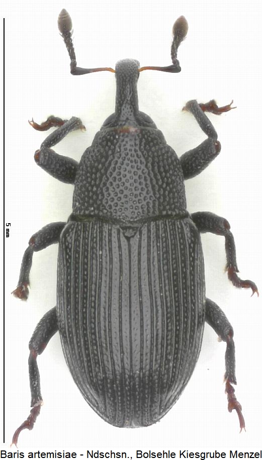 baris_artemisiae_hab.jpg