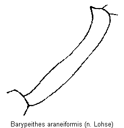 barypeithes_araneiformis_vschn.gif